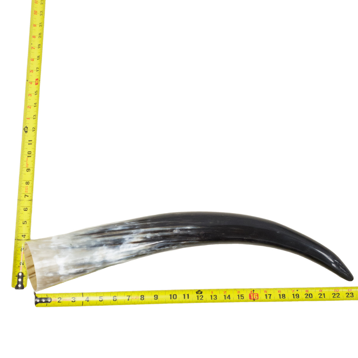 18–23" Single Polished Cow Horns – Choose Your Exact Genuine Cow Horn, 2 (23") | The Leather Guy
