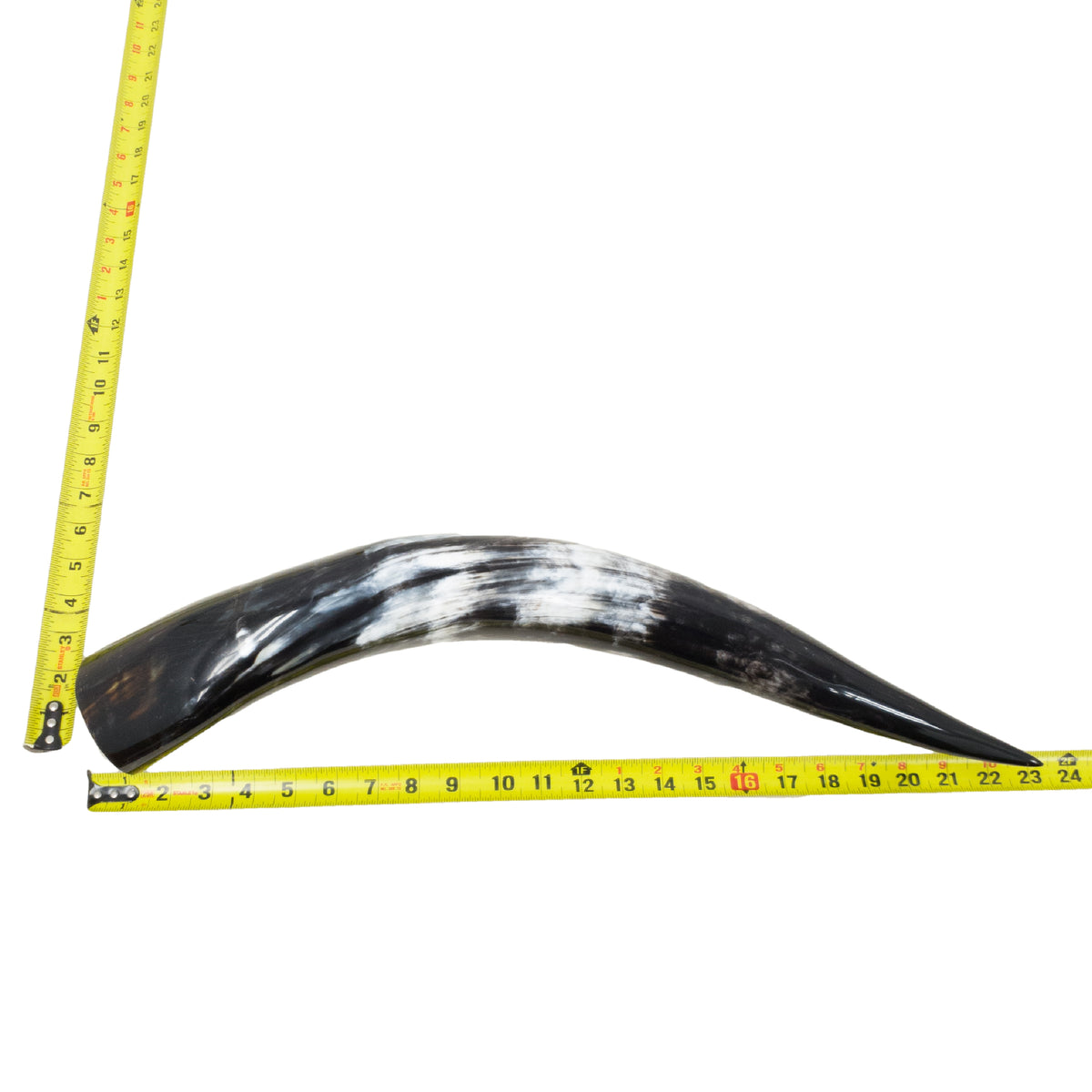 18–23" Single Polished Cow Horns – Choose Your Exact Genuine Cow Horn, 20 (23") | The Leather Guy