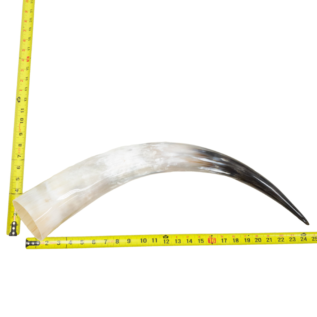 18–23" Single Polished Cow Horns – Choose Your Exact Genuine Cow Horn, 21 (24") | The Leather Guy