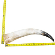 18–23" Single Polished Cow Horns – Choose Your Exact Genuine Cow Horn, 22 (20") | The Leather Guy