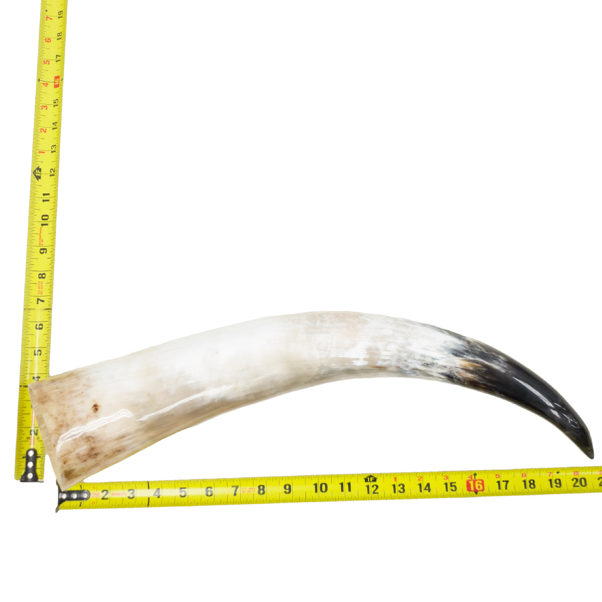 18–23" Single Polished Cow Horns – Choose Your Exact Genuine Cow Horn, 22 (20") | The Leather Guy