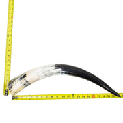18–23" Single Polished Cow Horns – Choose Your Exact Genuine Cow Horn, 23 (21") | The Leather Guy