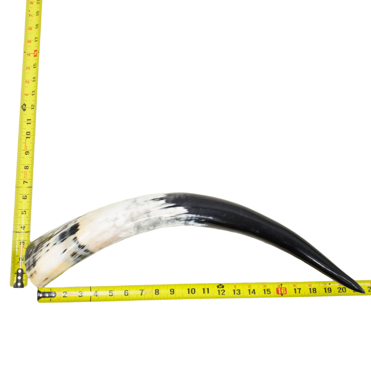 18–23" Single Polished Cow Horns – Choose Your Exact Genuine Cow Horn, 23 (21") | The Leather Guy