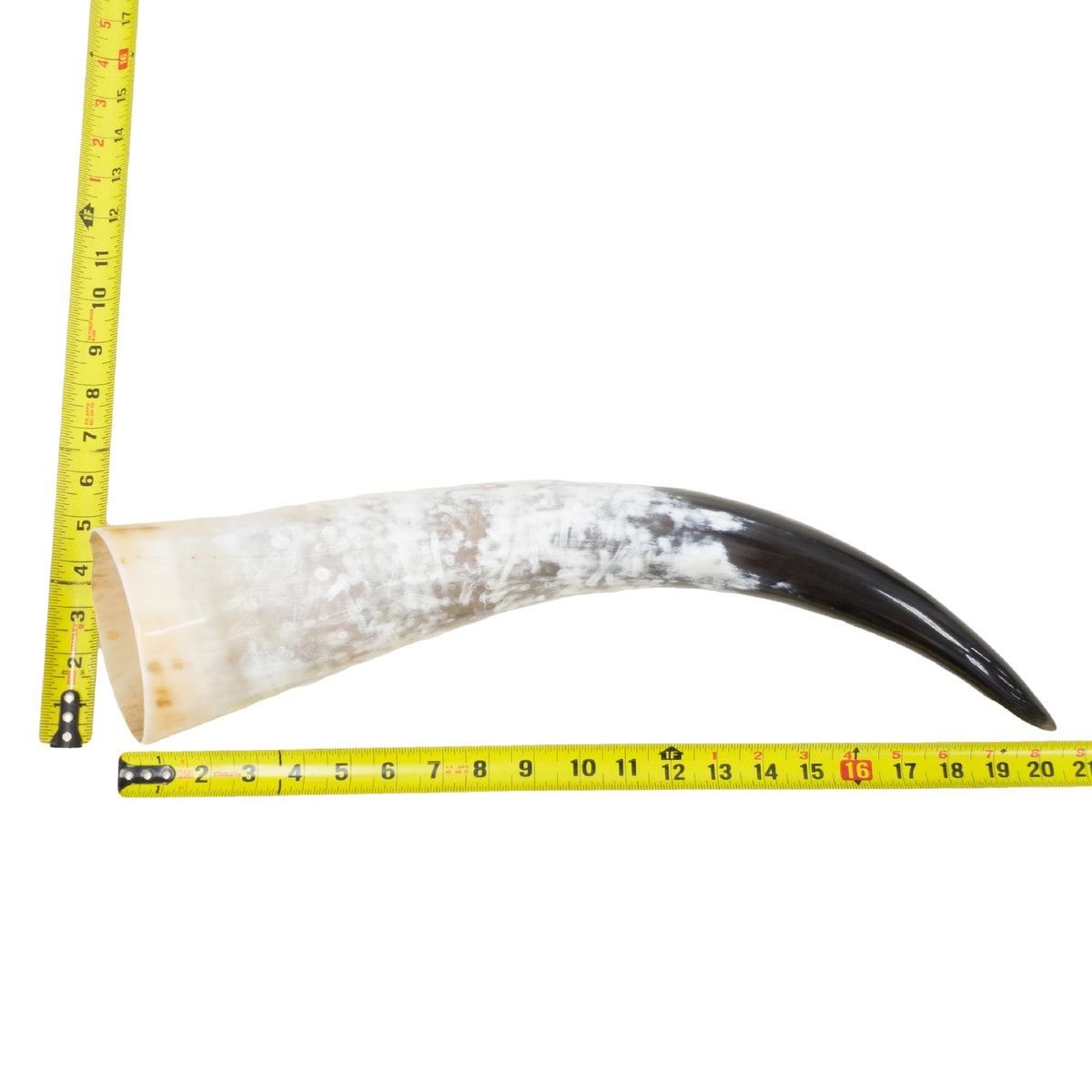 18–23" Single Polished Cow Horns – Choose Your Exact Genuine Cow Horn, 24 (20") | The Leather Guy