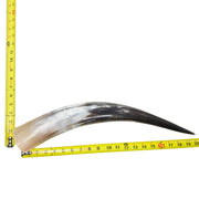 18–23" Single Polished Cow Horns – Choose Your Exact Genuine Cow Horn, 3 (20") | The Leather Guy