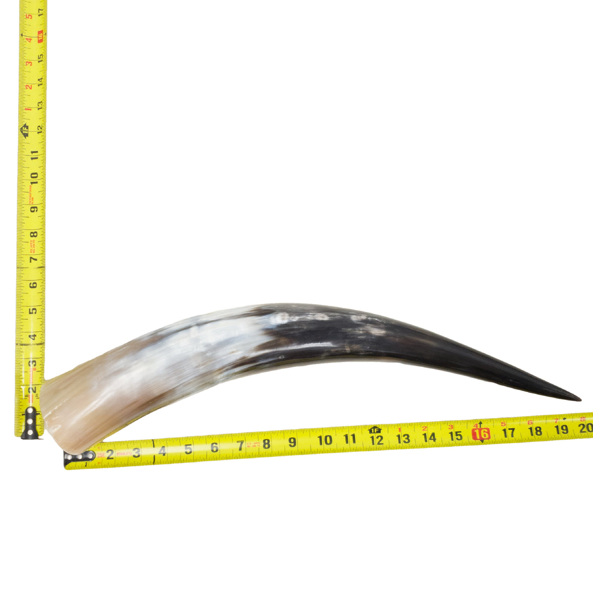 18–23" Single Polished Cow Horns – Choose Your Exact Genuine Cow Horn, 3 (20") | The Leather Guy