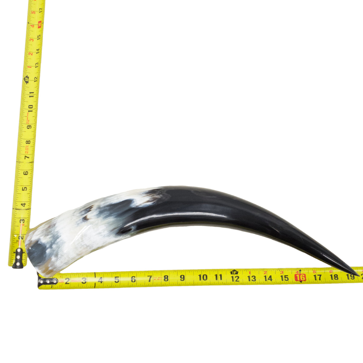18–23" Single Polished Cow Horns – Choose Your Exact Genuine Cow Horn, 4 (19") | The Leather Guy