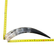 18–23" Single Polished Cow Horns – Choose Your Exact Genuine Cow Horn, 5 (19") | The Leather Guy