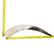 18–23" Single Polished Cow Horns – Choose Your Exact Genuine Cow Horn, 6 (22") | The Leather Guy