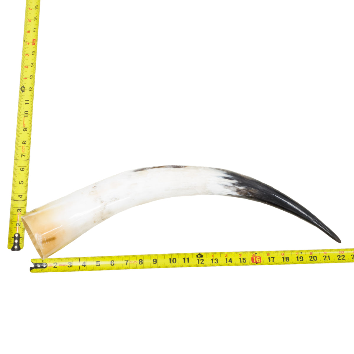 18–23" Single Polished Cow Horns – Choose Your Exact Genuine Cow Horn, 7 (22") | The Leather Guy