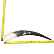 18–23" Single Polished Cow Horns – Choose Your Exact Genuine Cow Horn, 8 (22") | The Leather Guy