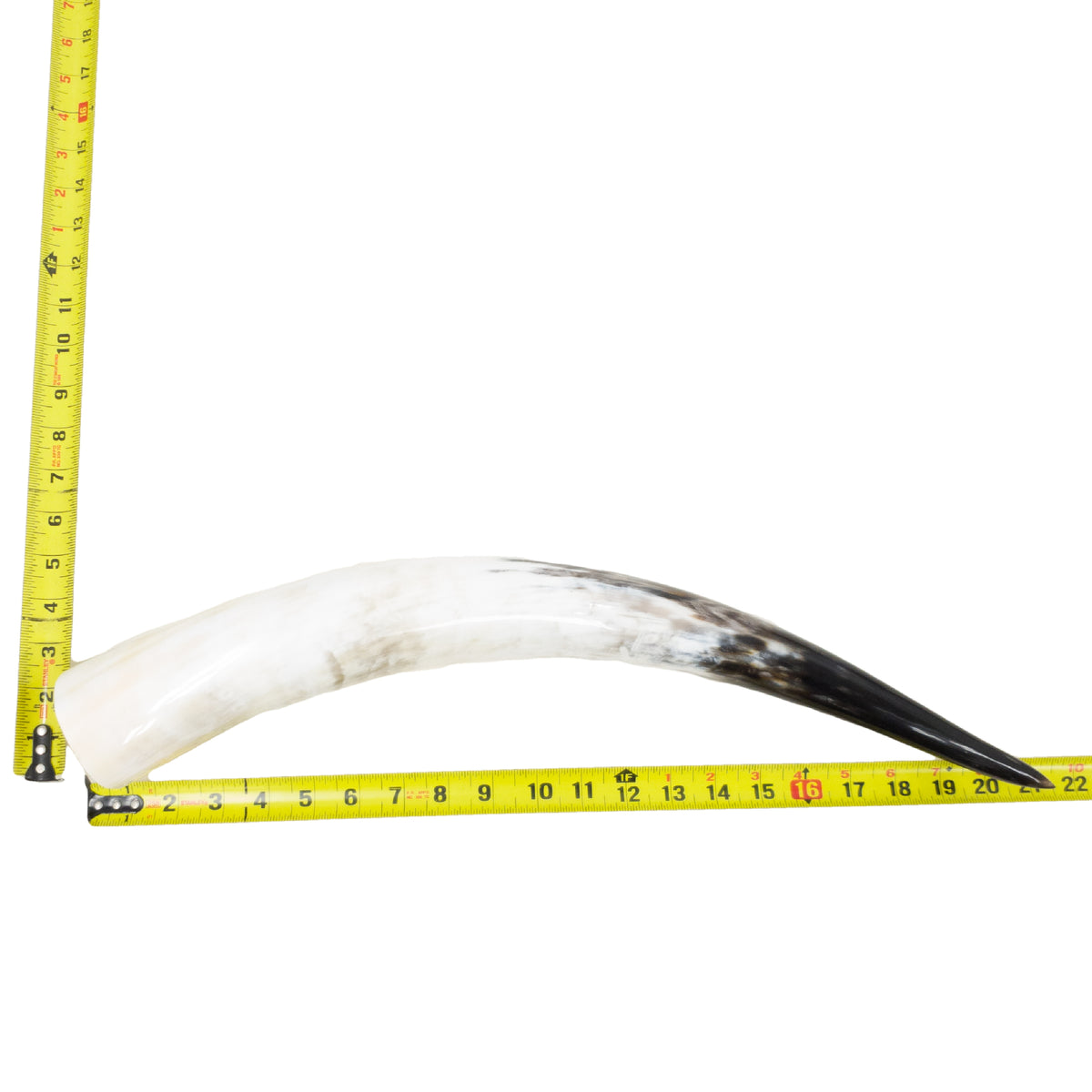 18–23" Single Polished Cow Horns – Choose Your Exact Genuine Cow Horn, 9 (21") | The Leather Guy