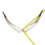 24–30" Gold & Light Brown Polished Cow Horn Pairs – Choose Your Exact Pair, 1 | The Leather Guy