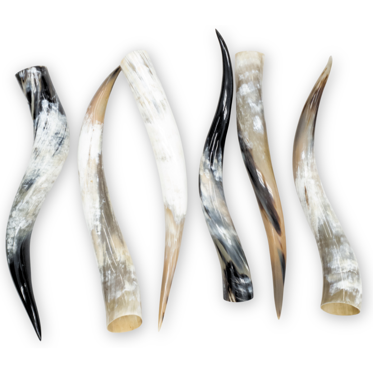 Special Offer 6 pack Polished Cow Horns – Genuine Horns for Crafts & Decor, 24"-30" Pack | The Leather Guy