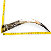 24" - 30" Single Polished Cow Horns, 10 (26") | The Leather Guy