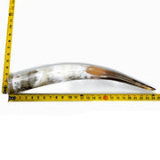 24" - 30" Single Polished Cow Horns, 11 (24") | The Leather Guy