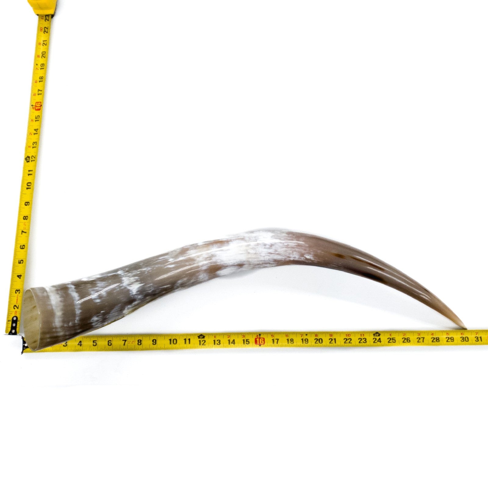 24" - 30" Single Polished Cow Horns, 2 (30") | The Leather Guy