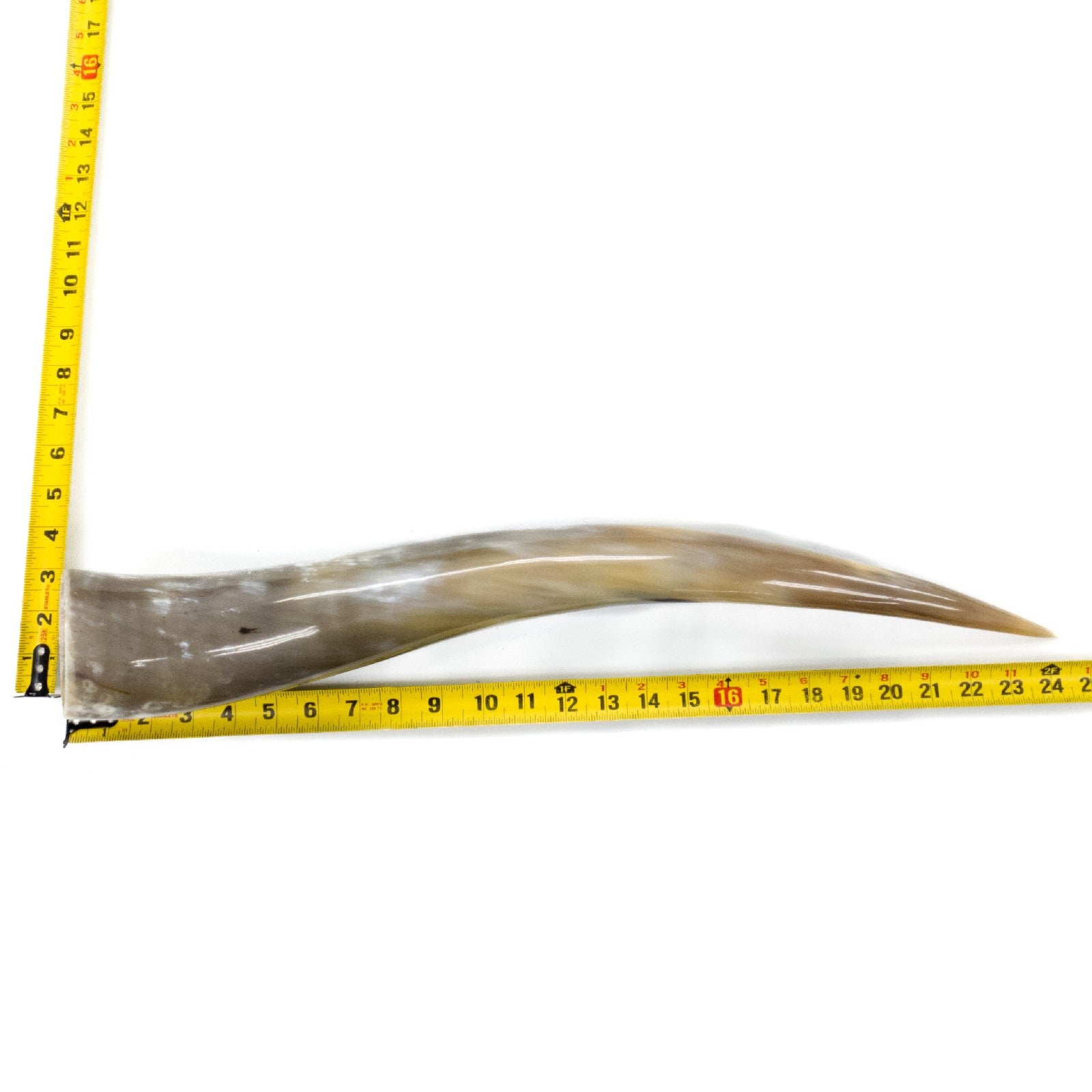 24" - 30" Single Polished Cow Horns, 3 (24") | The Leather Guy