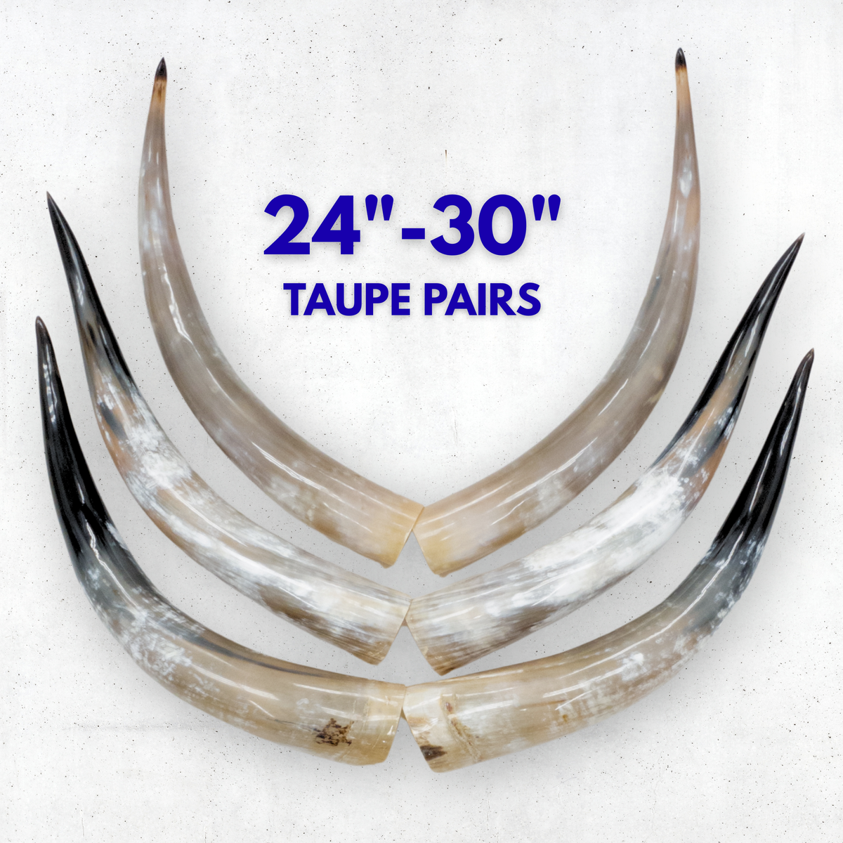 24–30" Taupe & Gray Polished Cow Horn Pairs – Choose Your Exact Pair, | The Leather Guy