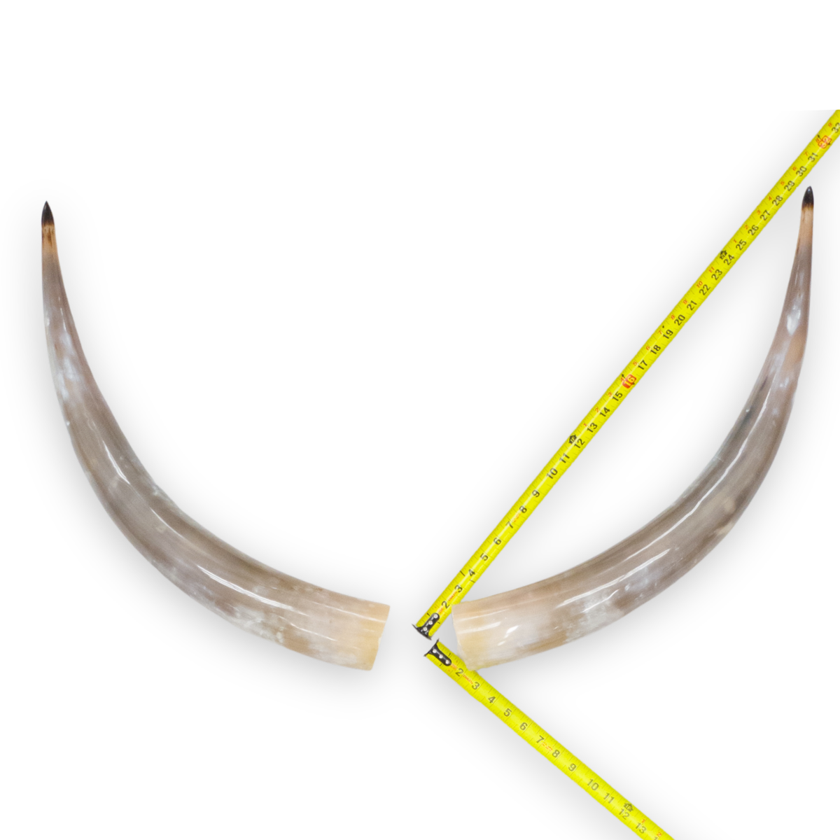 24–30" Taupe & Gray Polished Cow Horn Pairs – Choose Your Exact Pair, 10 | The Leather Guy