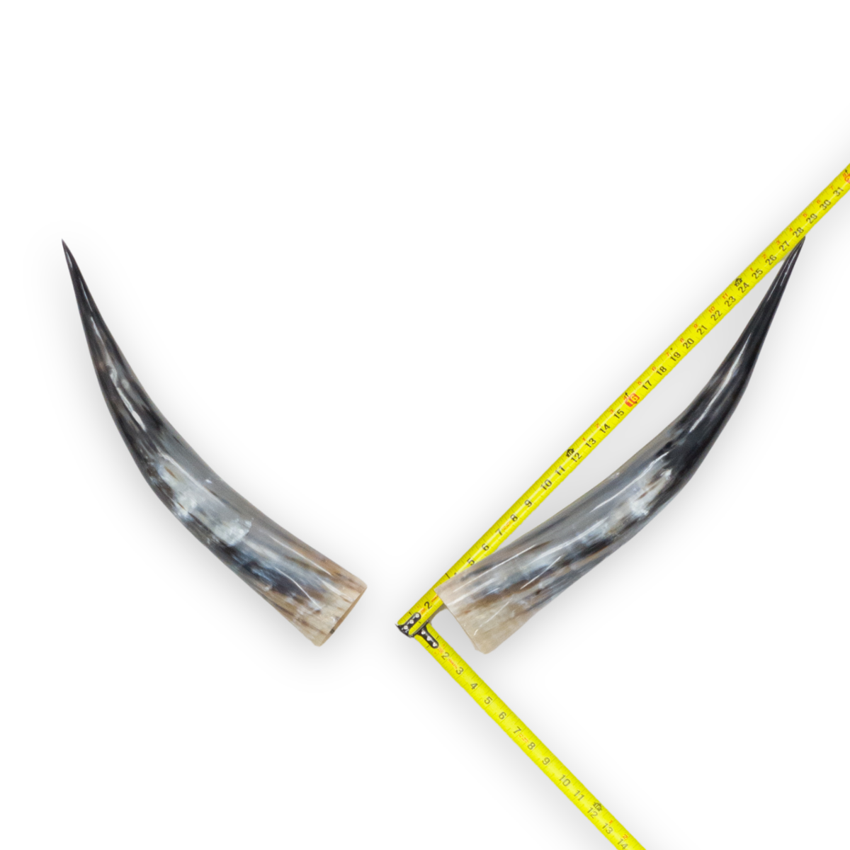 24–30" Taupe & Gray Polished Cow Horn Pairs – Choose Your Exact Pair, 1 | The Leather Guy