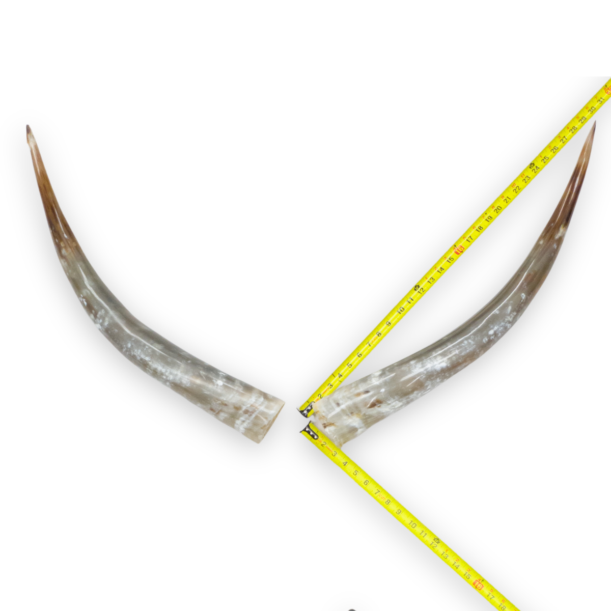 24–30" Taupe & Gray Polished Cow Horn Pairs – Choose Your Exact Pair, 2 | The Leather Guy
