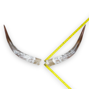 24–30" Taupe & Gray Polished Cow Horn Pairs – Choose Your Exact Pair, 3 | The Leather Guy