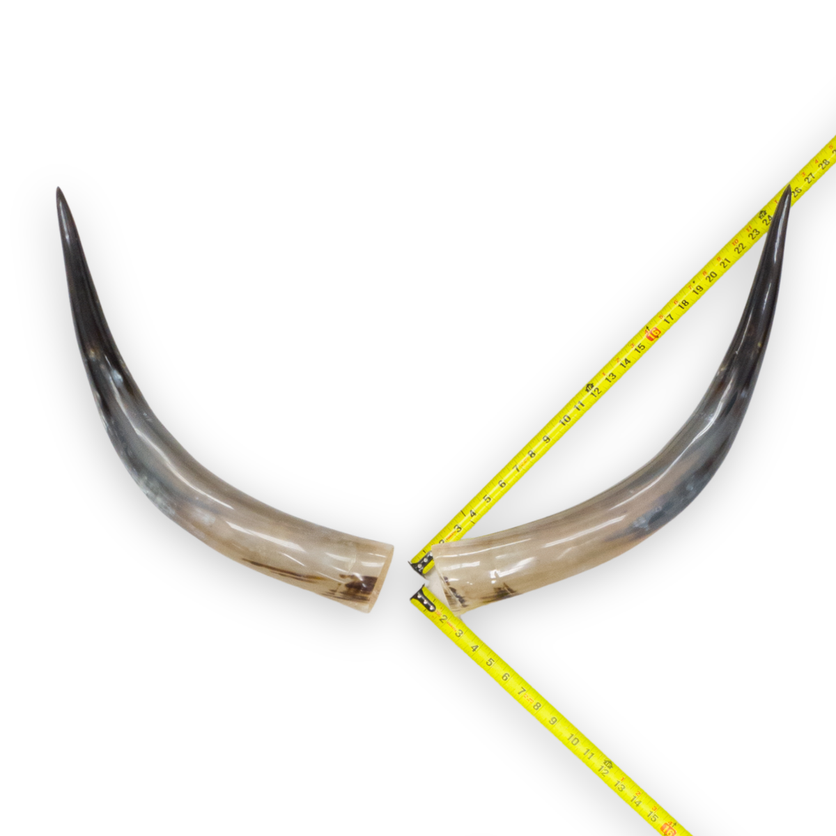 24–30" Taupe & Gray Polished Cow Horn Pairs – Choose Your Exact Pair, 5 | The Leather Guy