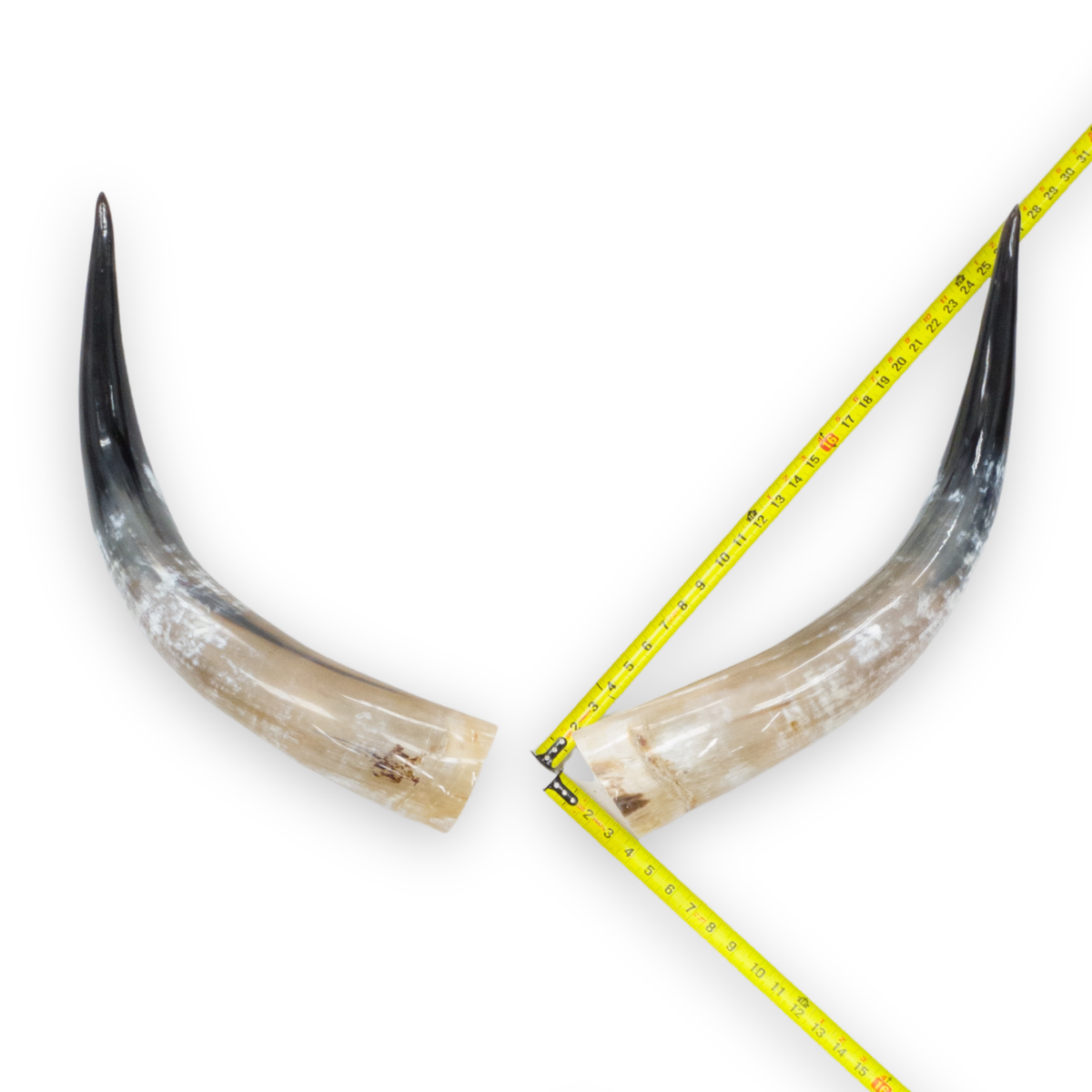 24–30" Taupe & Gray Polished Cow Horn Pairs – Choose Your Exact Pair, 9 | The Leather Guy
