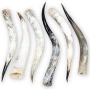 Special Offer 6 pack Polished Cow Horns – Genuine Horns for Crafts & Decor, 31"-35" Pack | The Leather Guy