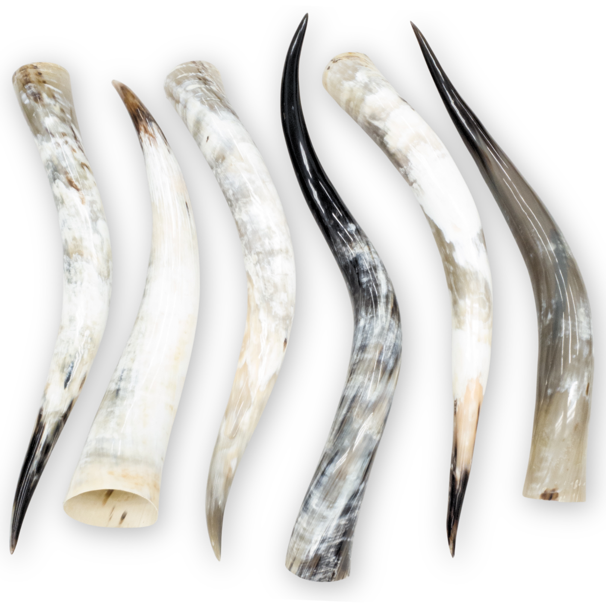 Special Offer 6 pack Polished Cow Horns – Genuine Horns for Crafts & Decor, 31"-35" Pack | The Leather Guy