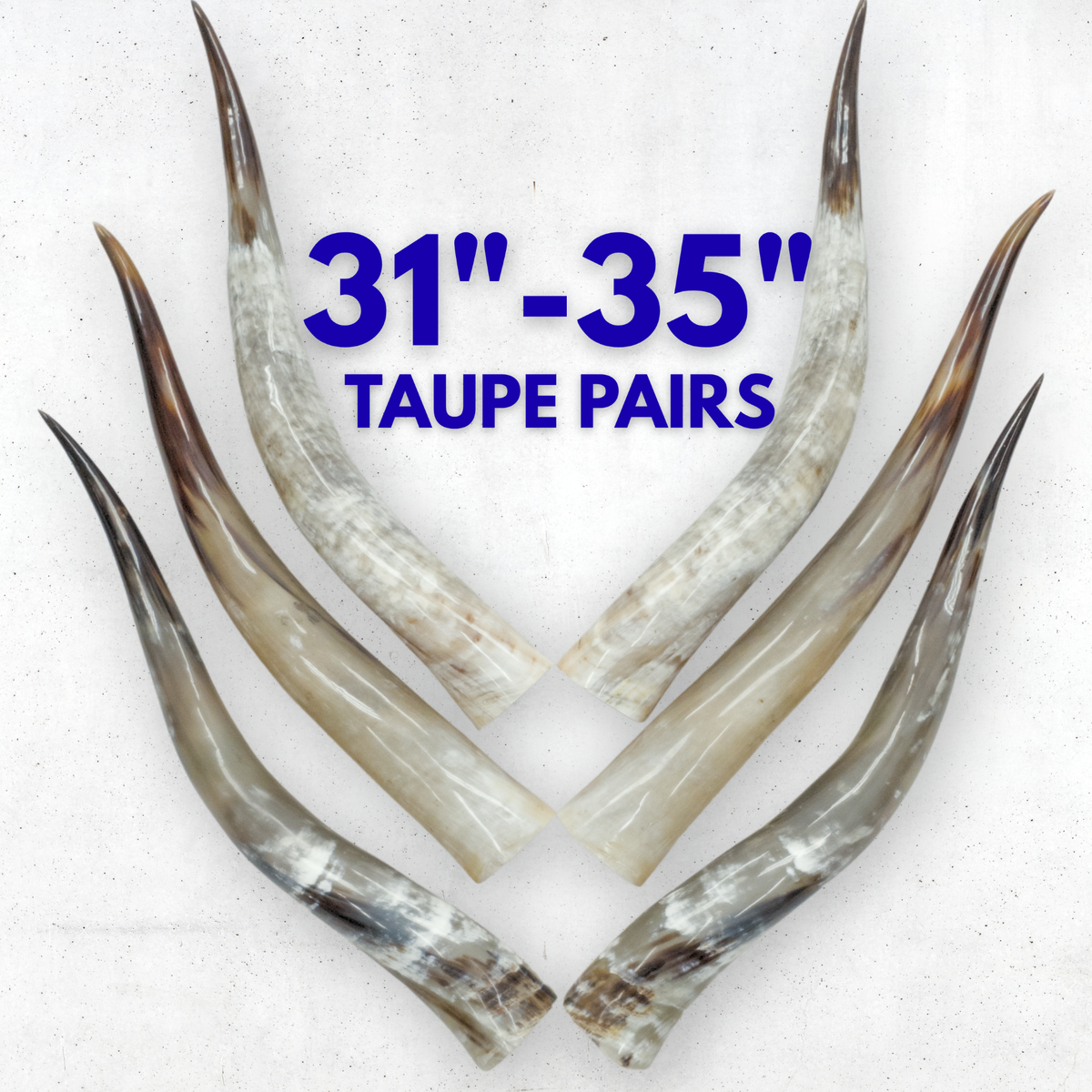 31–35" Taupe & Gray Polished Cow Horn Pairs – Choose Your Exact Pair, | The Leather Guy