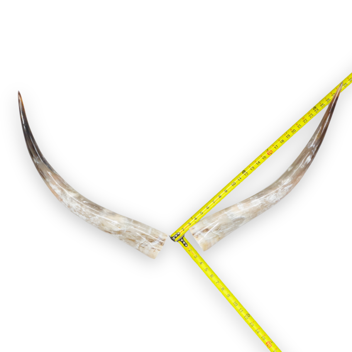 24–30" Gold & Light Brown Polished Cow Horn Pairs – Choose Your Exact Pair, 3 | The Leather Guy