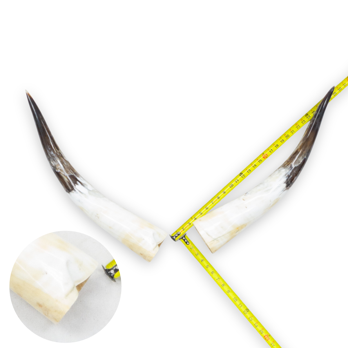 24–30" Gold & Light Brown Polished Cow Horn Pairs – Choose Your Exact Pair, 4 | The Leather Guy