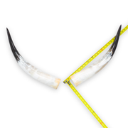 24–30" Gold & Light Brown Polished Cow Horn Pairs – Choose Your Exact Pair, 5 | The Leather Guy