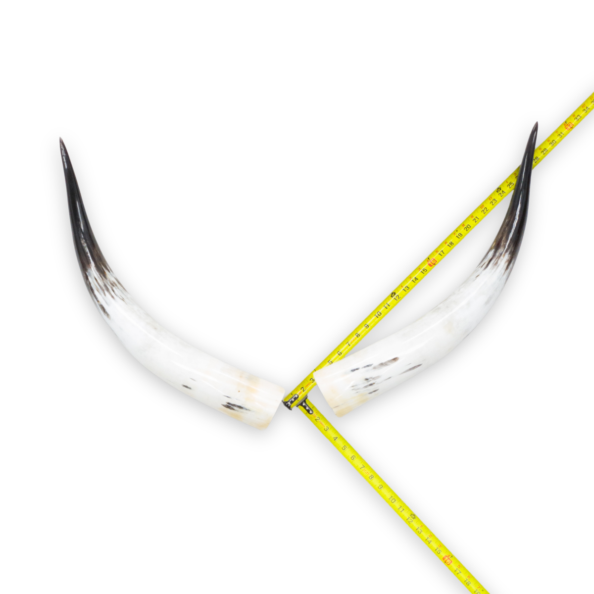 24–30" Gold & Light Brown Polished Cow Horn Pairs – Choose Your Exact Pair, 6 | The Leather Guy