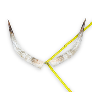 24–30" Gold & Light Brown Polished Cow Horn Pairs – Choose Your Exact Pair, 8 | The Leather Guy