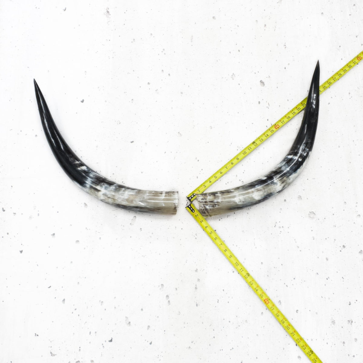 24" - 30" Pairs, Black Mix, Polished Cow Horns, 8 | The Leather Guy