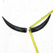13" - 17" Pairs, Black, Polished Cow Horns, 1 | The Leather Guy
