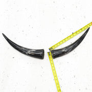 13" - 17" Pairs, Black, Polished Cow Horns, 2 | The Leather Guy