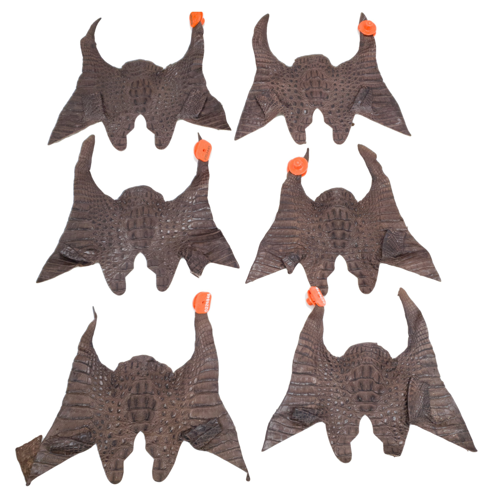 Caiman Project Piece Bundles, Various Colors Genuine Hide, Chocolate Crowns / 6 Pack / Large | The Leather Guy