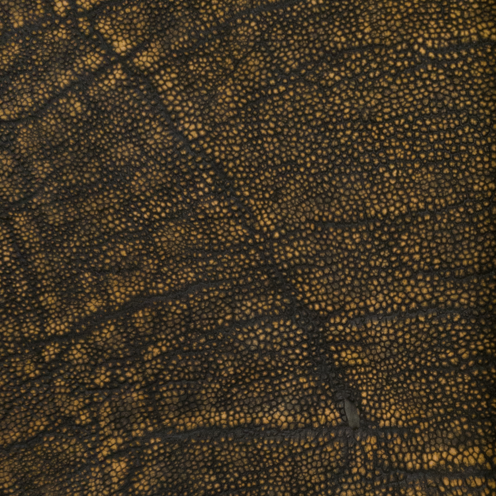 Genuine Elephant Leather Hides, Cognac Safari Non-Stock, 4-5 oz, 1-4 Sq Ft, | The Leather Guy