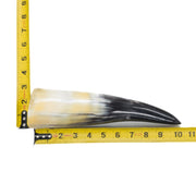 10" - 12" Single Polished Cow Horns, 24 (10") | The Leather Guy