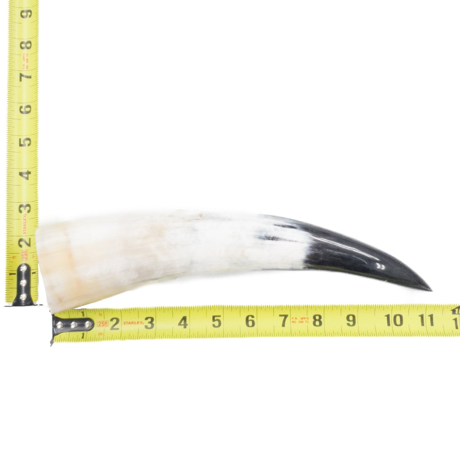 10" - 12" Single Polished Cow Horns, 11 (11") | The Leather Guy