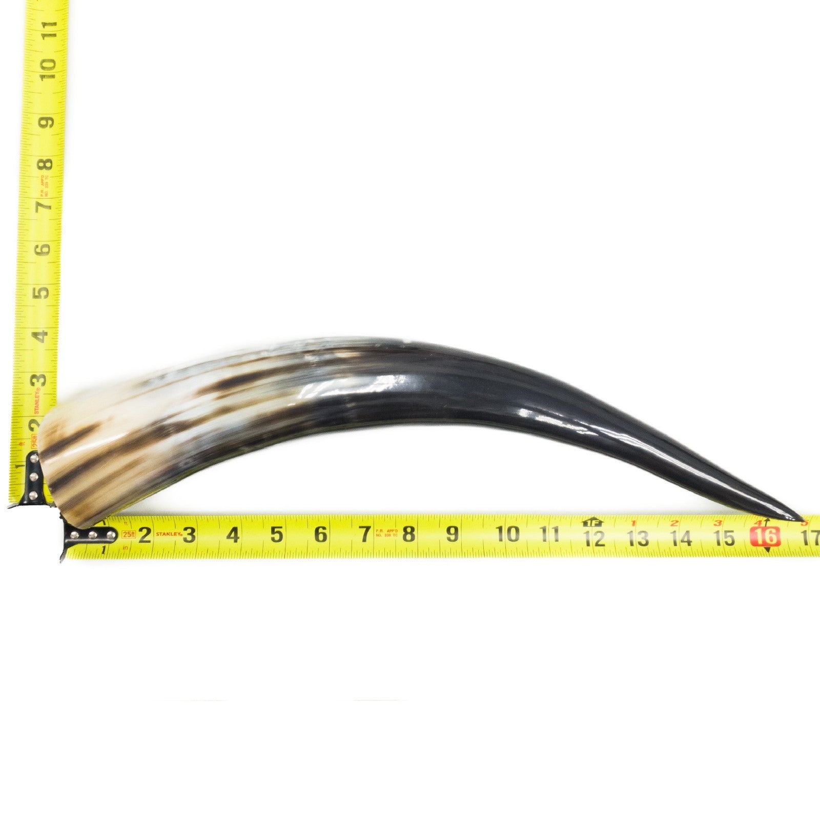 13" - 17" Single Polished Cow Horns, 15 (16") | The Leather Guy