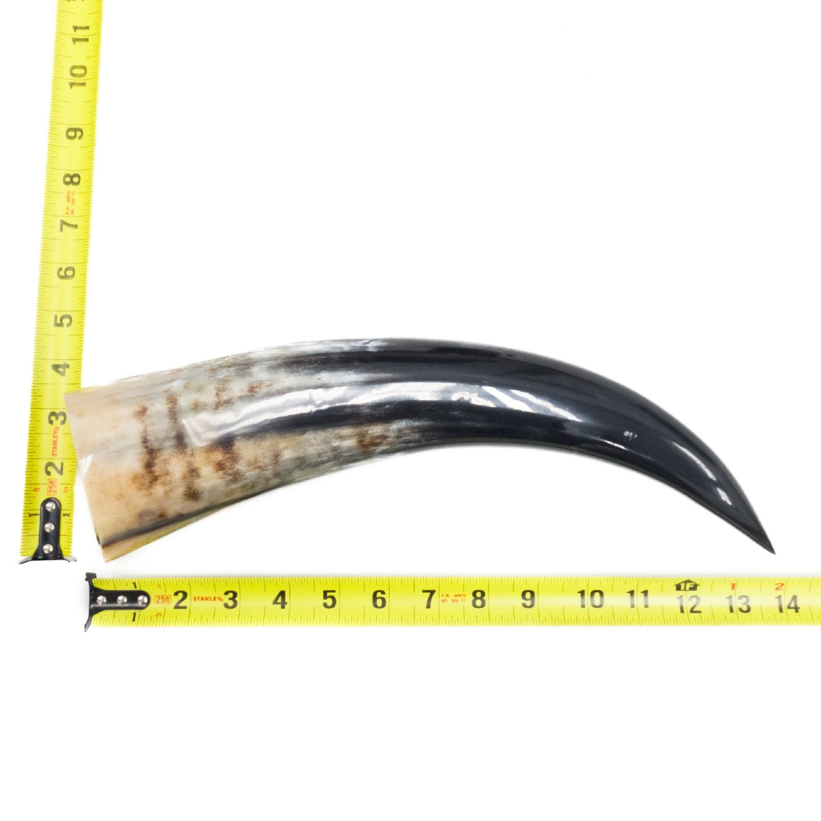 13" - 17" Single Polished Cow Horns, 16 (13") | The Leather Guy