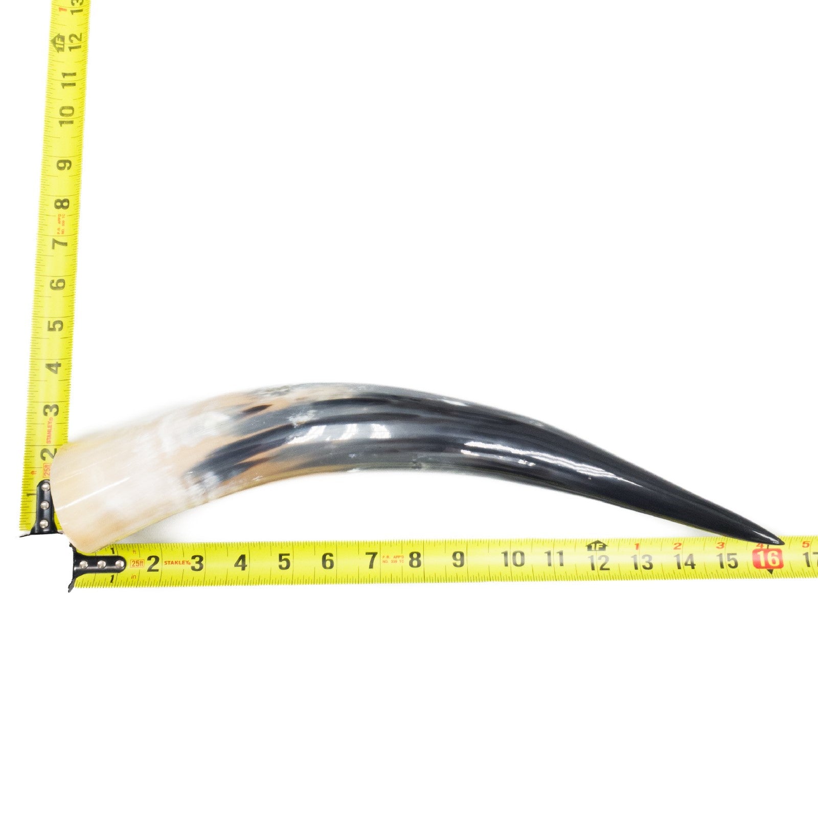 13" - 17" Single Polished Cow Horns, 22 (16") | The Leather Guy