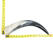 13" - 17" Single Polished Cow Horns, 27 (15") | The Leather Guy