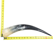 13" - 17" Single Polished Cow Horns, 5 (17") | The Leather Guy