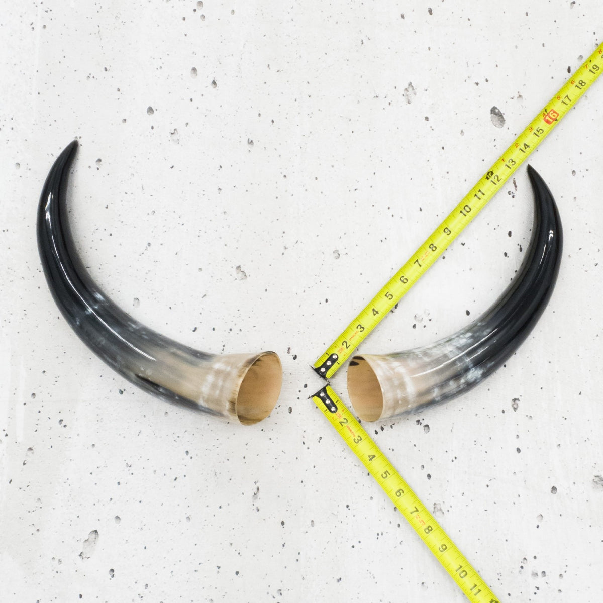 13" - 17" Pairs, Color Mix, Polished Cow Horns, 1 | The Leather Guy